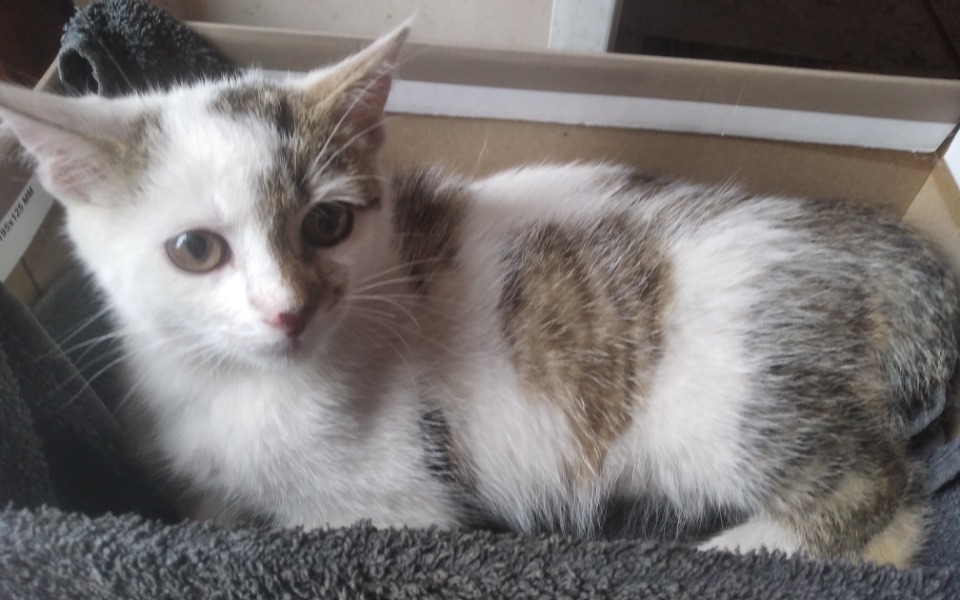 
        Zbiórka Na pilny ratunek Gucia - zdjęcie główne
    