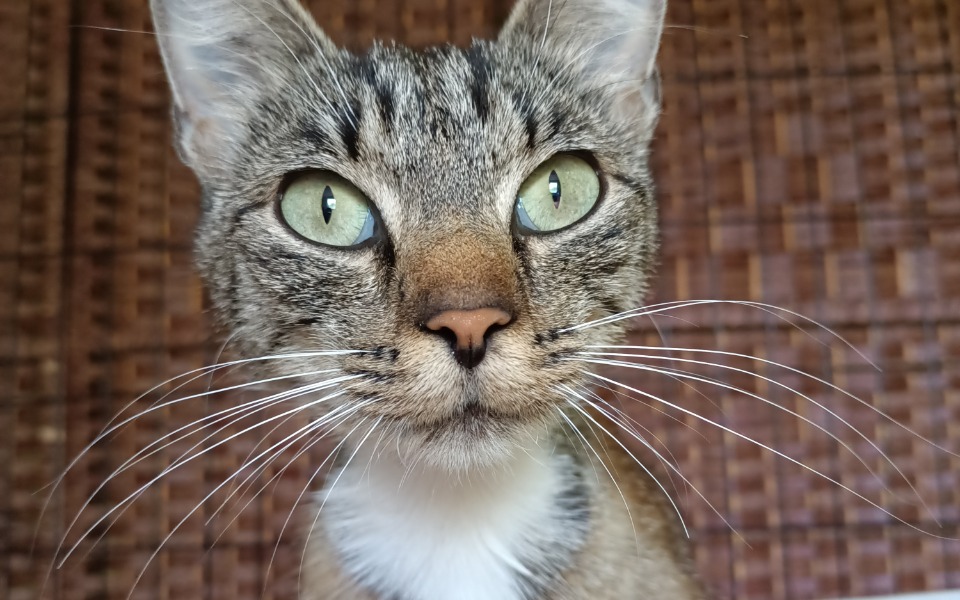 
        Zbiórka Porzucony szkielet kota - zdjęcie główne
    