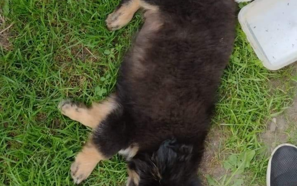 
        Zbiórka Leczenie potrąconego szczeniaka - zdjęcie główne
    