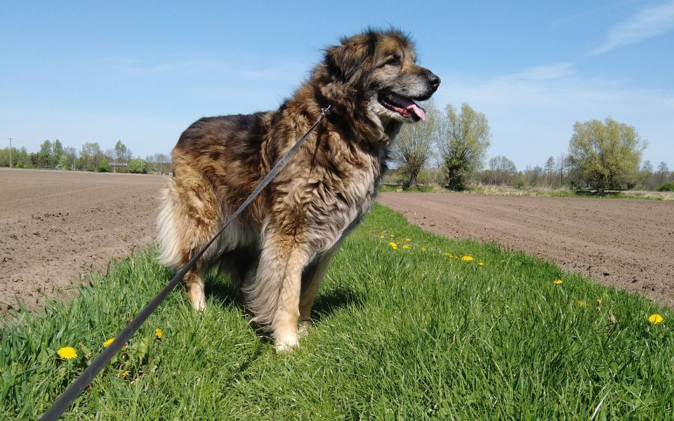 
        Zbiórka Staruszek Leon prosi o wsparcie - zdjęcie główne
    