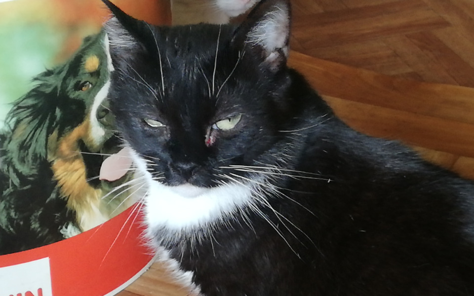 
        Zbiórka Dla wyjątkowo wybrednych kotów - zdjęcie główne
    