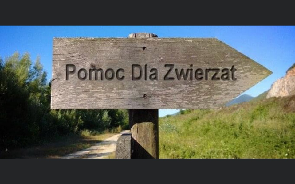 
        Zbiórka Pomoc dla biednych psiaków - zdjęcie główne
    