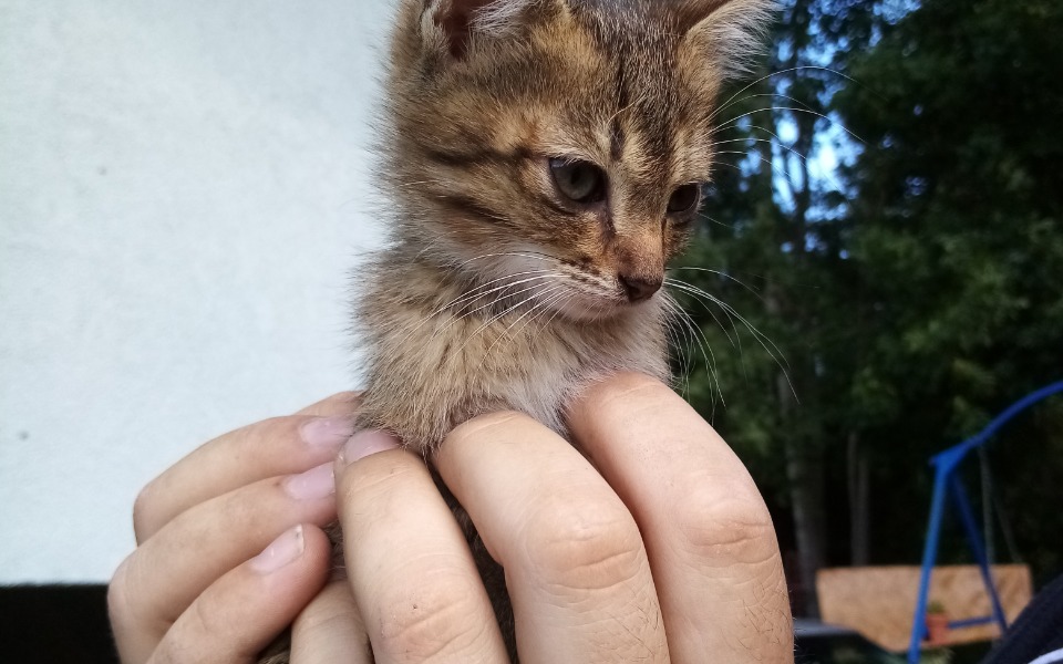 
        Zbiórka Karma dla kotów wolno żyjących 7 - zdjęcie główne
    