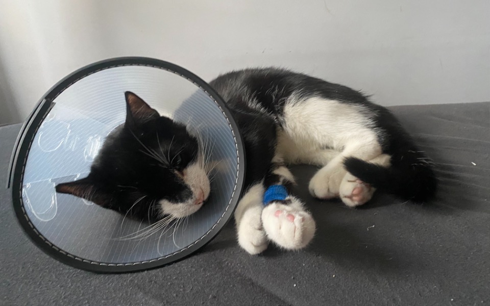 
        Zbiórka Pupa kimczaka - zdjęcie główne
    