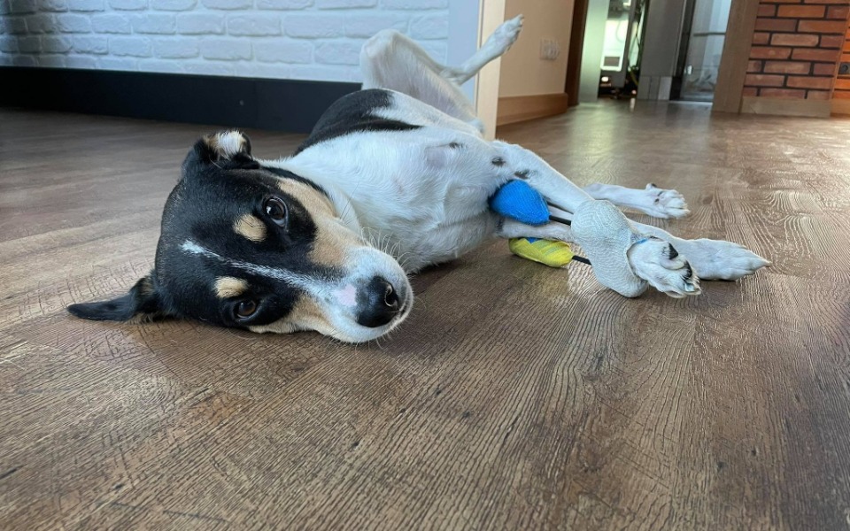 
        Zbiórka Ostatnia szansa Aziego - zdjęcie główne
    