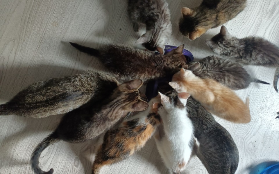 Zbiórka One muszą jeść - zdjęcie główne