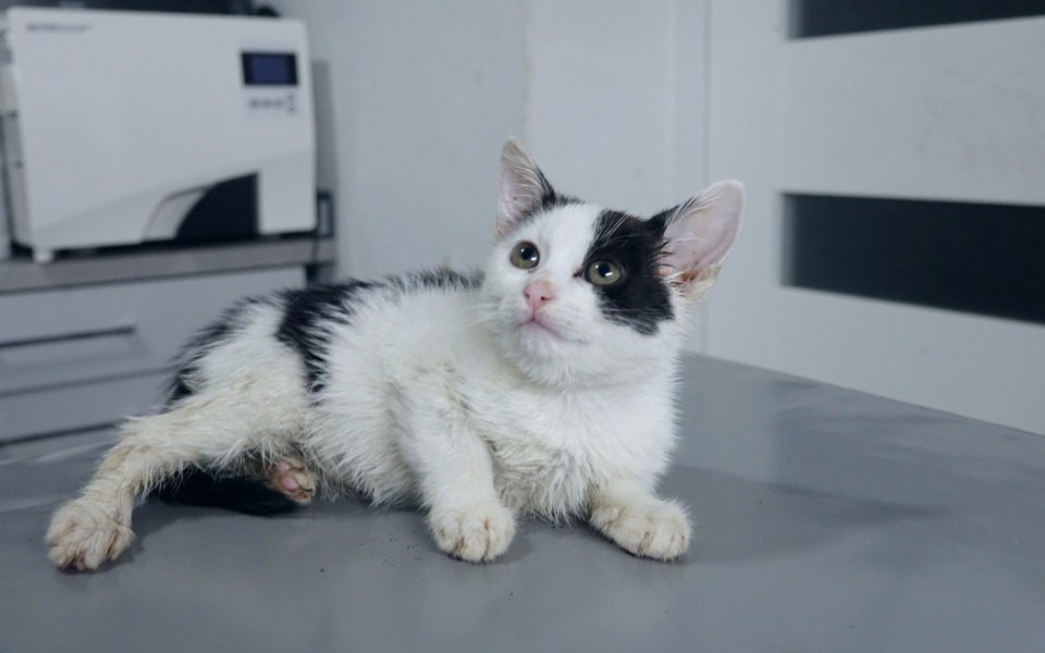 
        Zbiórka Na operację kotki Wiśni - zdjęcie główne
    