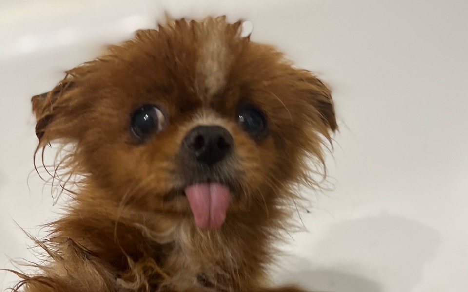 Zbiórka Zagłodzony dziadunio - zdjęcie główne