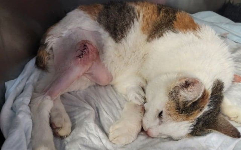 
        Zbiórka Uratujesz moją łapkę Proszę... - zdjęcie główne
    