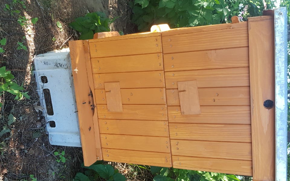 
        Zbiórka Na pasiekę pszczół - zdjęcie główne
    