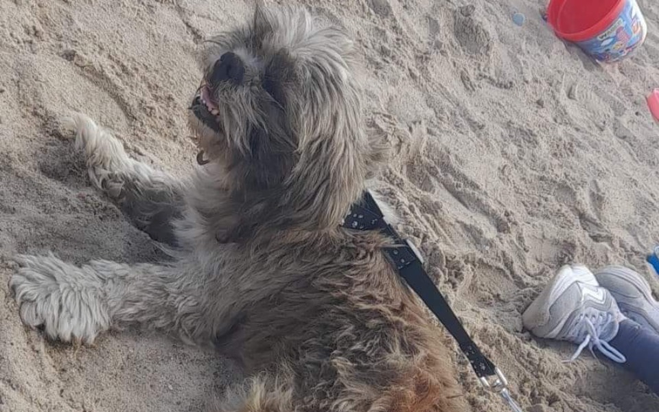 
        Zbiórka Leczenie zaniedbanego psa - zdjęcie główne
    