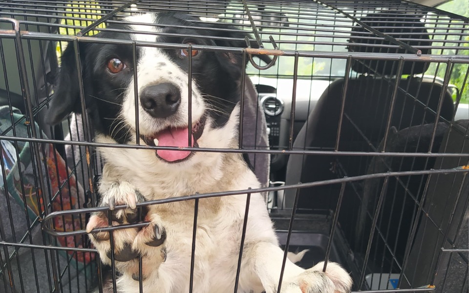 Zbiórka Ratujemy suczkę z Maluszyna - zdjęcie główne