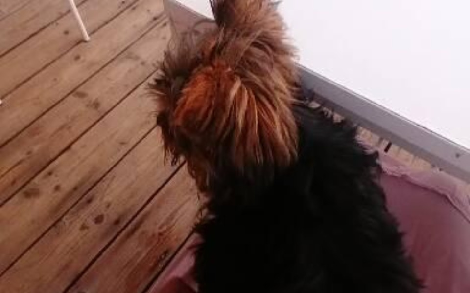 
        Zbiórka leczenie stanu Zapalnego Emi - zdjęcie główne
    