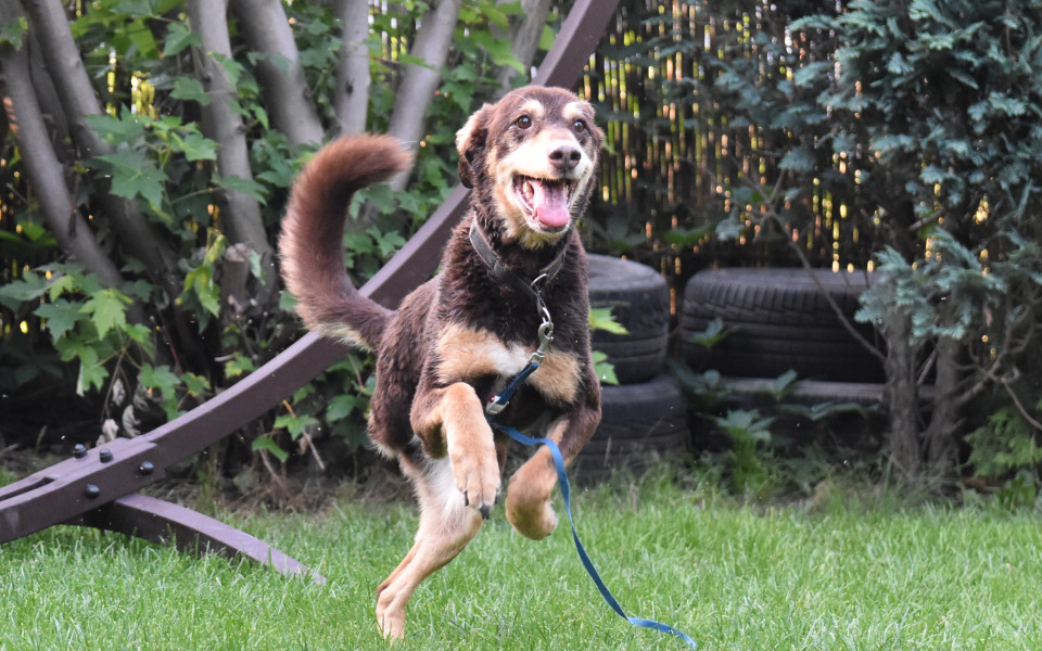 
        Zbiórka Dla trójłapki Xsary - zdjęcie główne
    