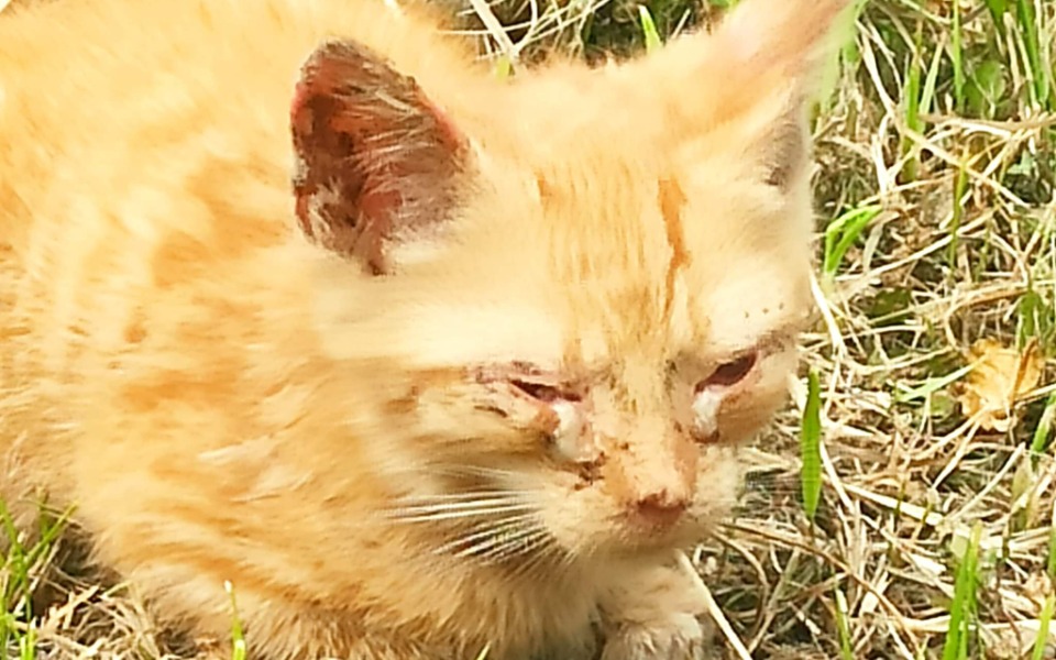 
        Zbiórka Miedzik prosi o ratunek - zdjęcie główne
    