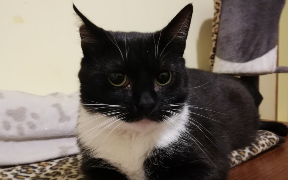 
        Zbiórka Bezpieczny kącik dla kotów - zdjęcie główne
    