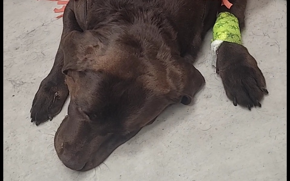 
        Zbiórka By Leon Mógł Dalej Chodzić - zdjęcie główne
    