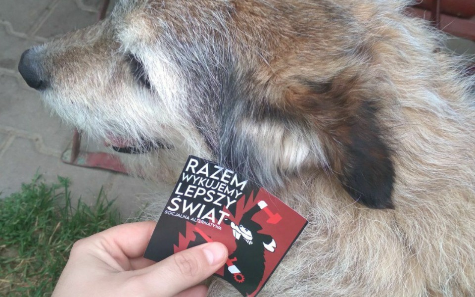 Zbiórka Wakacyjna pomoc dla zwierząt - zdjęcie główne