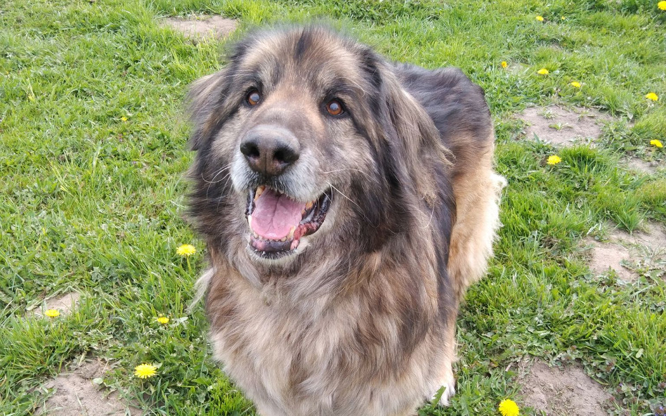 
        Zbiórka Na opłacenie miejsca dla Leona - zdjęcie główne
    