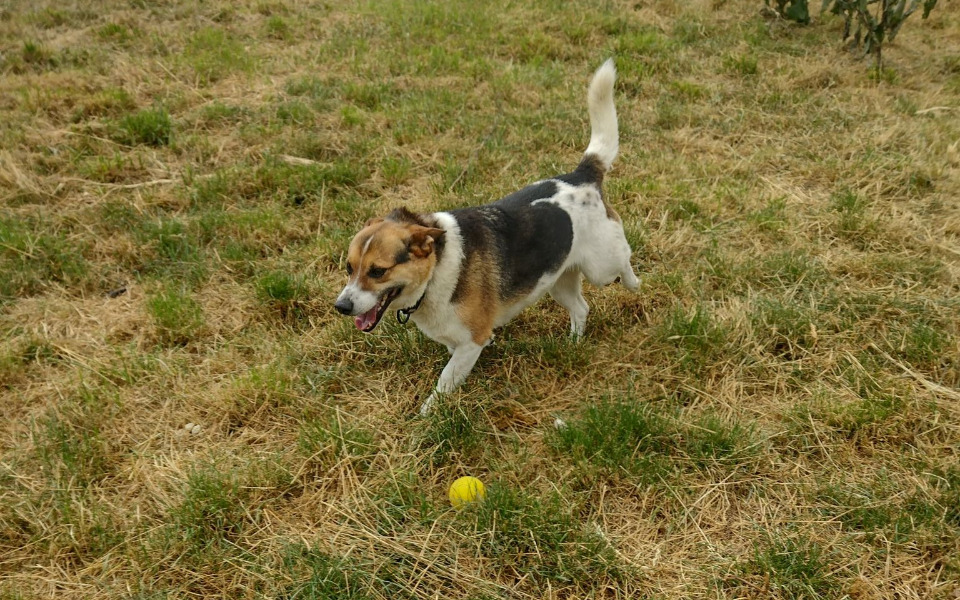 Zbiórka Na opłacenie miejsca dla Reksia - zdjęcie główne