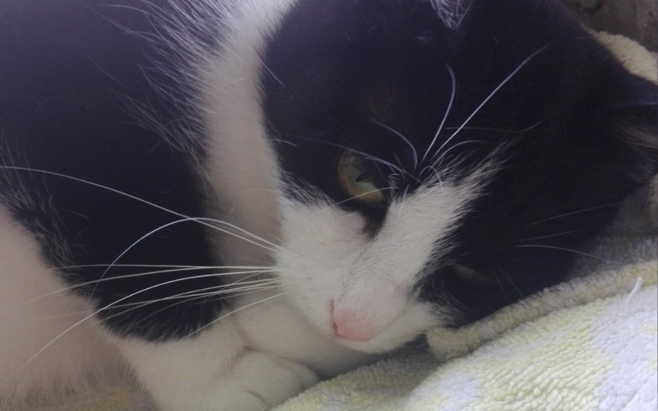 
        Zbiórka Alika bardzo cierpi - zdjęcie główne
    