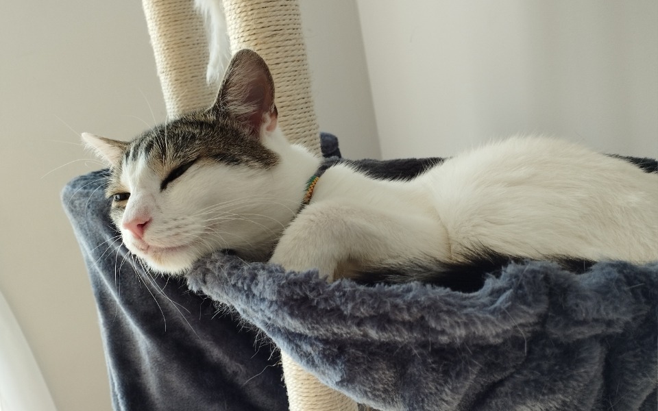 
        Zbiórka Opieka weterynaryjna Kajtka - zdjęcie główne
    