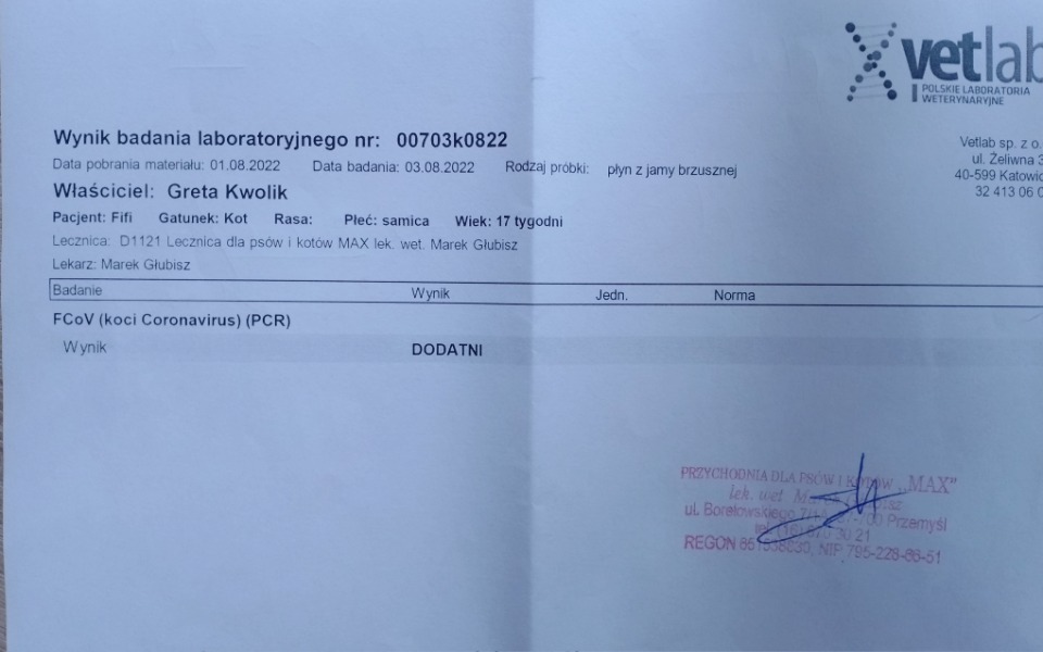 
        Zbiórka Na ratunek życia Kotce Fifi - zdjęcie główne
    