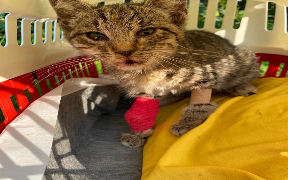 
        Zbiórka Uratujmy kociaka - zdjęcie główne
    