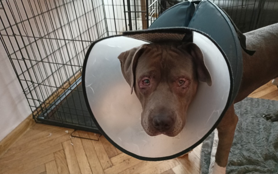 
        Zbiórka Escobar potrzebuje waszej pomocy - zdjęcie główne
    