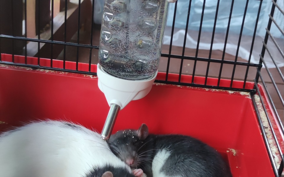 
        Zbiórka Karma dla zwierząt 1 - zdjęcie główne
    