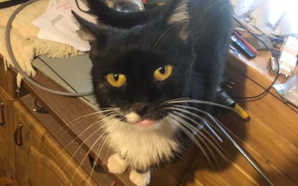 
        Zbiórka Zbiórka na leczenie dla Kuci - zdjęcie główne
    