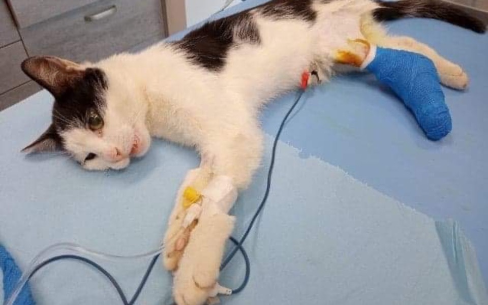 
        Zbiórka Operacja złamanej tylnej łapki - zdjęcie główne
    