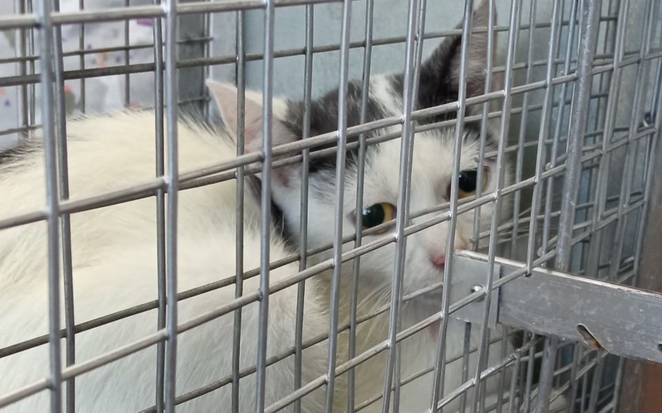 
        Zbiórka Ofiara zwyrodnialcakotka - zdjęcie główne
    