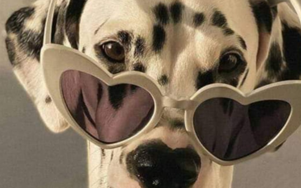 
        Zbiórka Pomoc dla psich dzieci. - zdjęcie główne
    