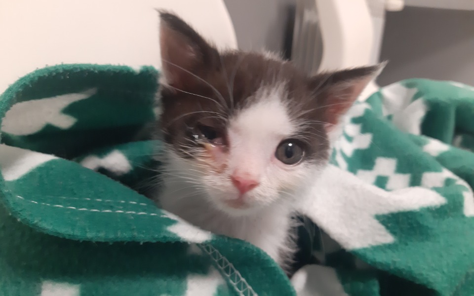 
        Kotek owinięty w koc, z jednym okiem zamkniętym.
    