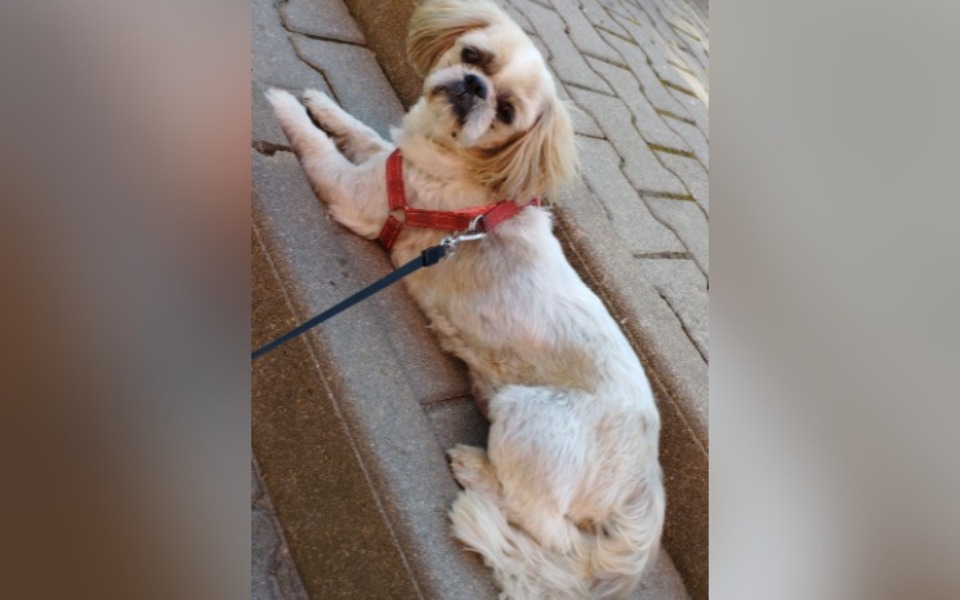 
        Zbiórka Pomoc dla Rockiego - zdjęcie główne
    