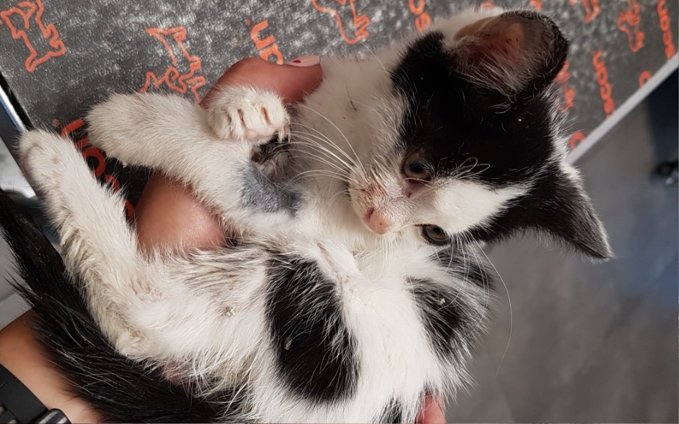 
        Zbiórka Niewidomy Berecik po wypadku - zdjęcie główne
    