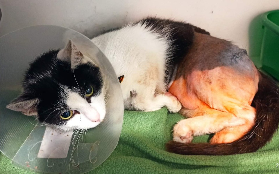 
        Zbiórka Kotka Milena - zdjęcie główne
    