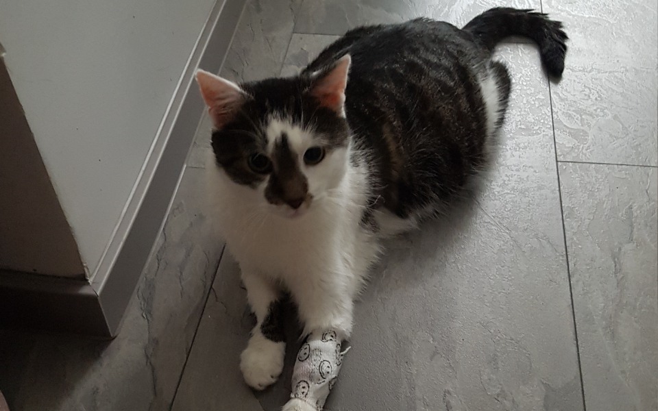 
        Zbiórka Uratujmy Kondzia - zdjęcie główne
    