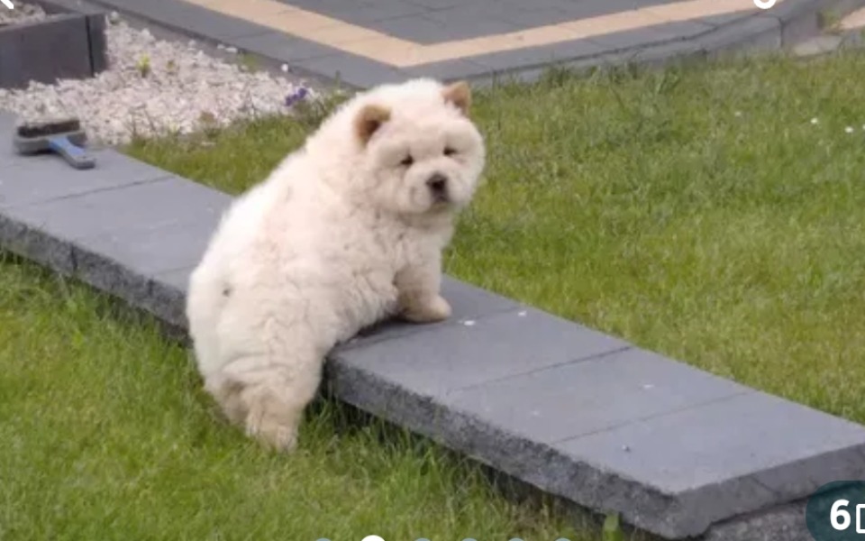 
        Zbiórka Zbieram na pieska dziękuję - zdjęcie główne
    