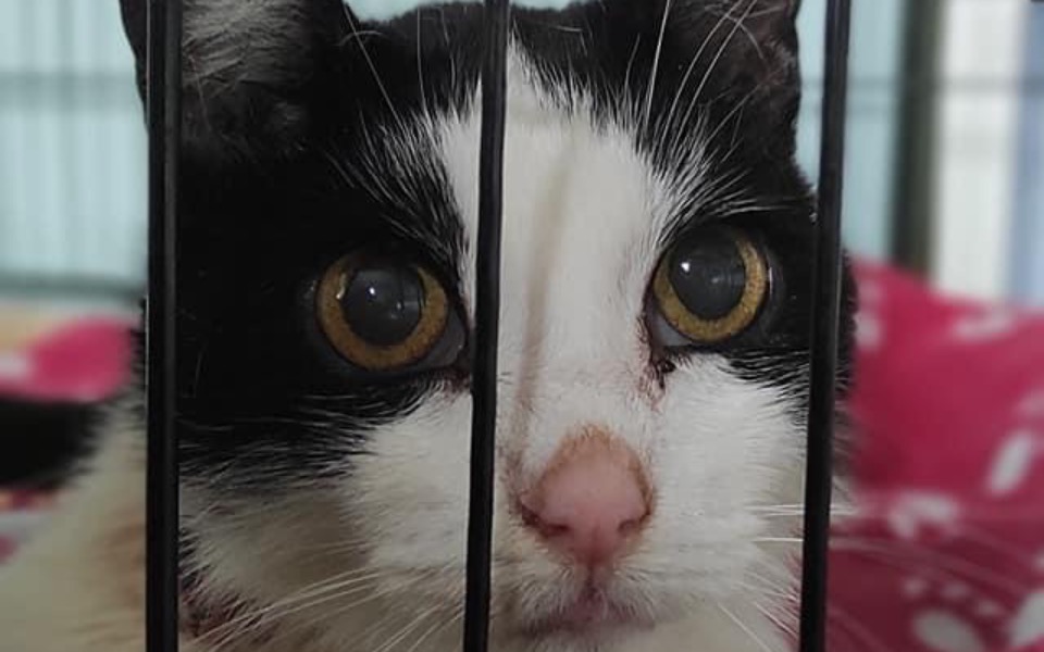 Zbiórka NiewidomaLulaZGuzamiSOS - zdjęcie główne