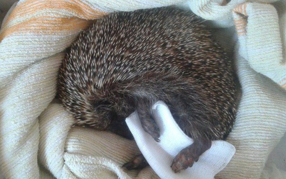 
        Zbiórka Jeż w butach - zdjęcie główne
    