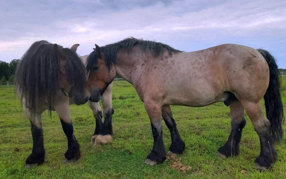 
        Zbiórka Urodziny Karci dla Rozpieszczusz - zdjęcie główne
    