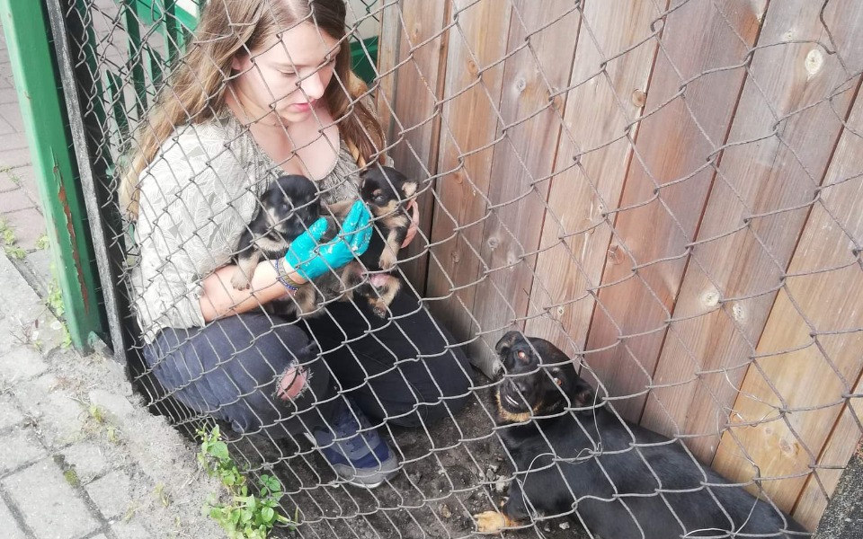 
        Zbiórka Wychudzona mama i jej dzieci - zdjęcie główne
    