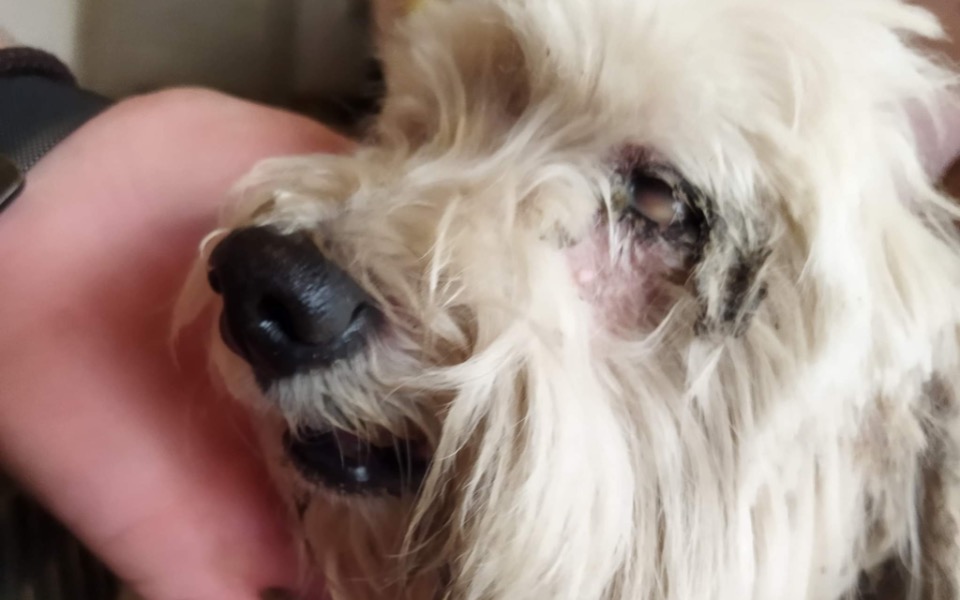 
        Zbiórka Ratunek wzroku i słuchu Lemonka - zdjęcie główne
    