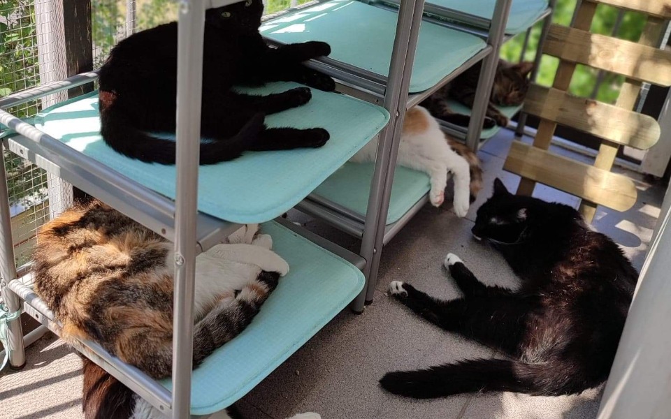 
        Zbiórka By napełnić puste miseczki - zdjęcie główne
    