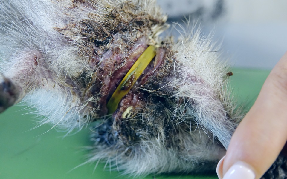 
        Zbiórka Jeżyk z wrośniętym w szyję kołem - zdjęcie główne
    