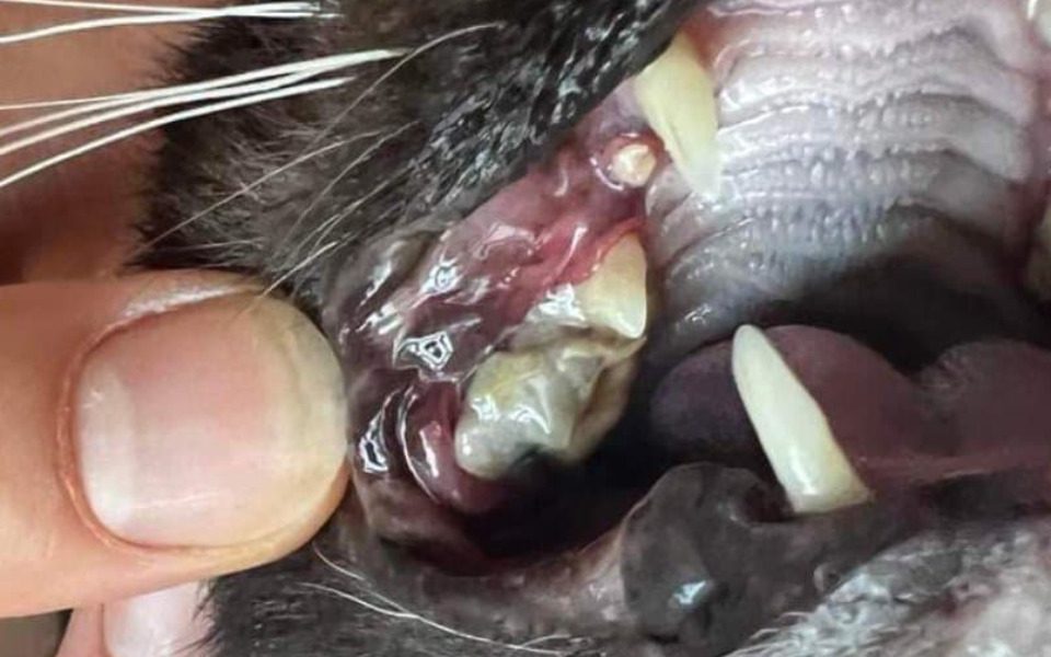 
        Zbiórka Z bólu nie mogę jeść - zdjęcie główne
    