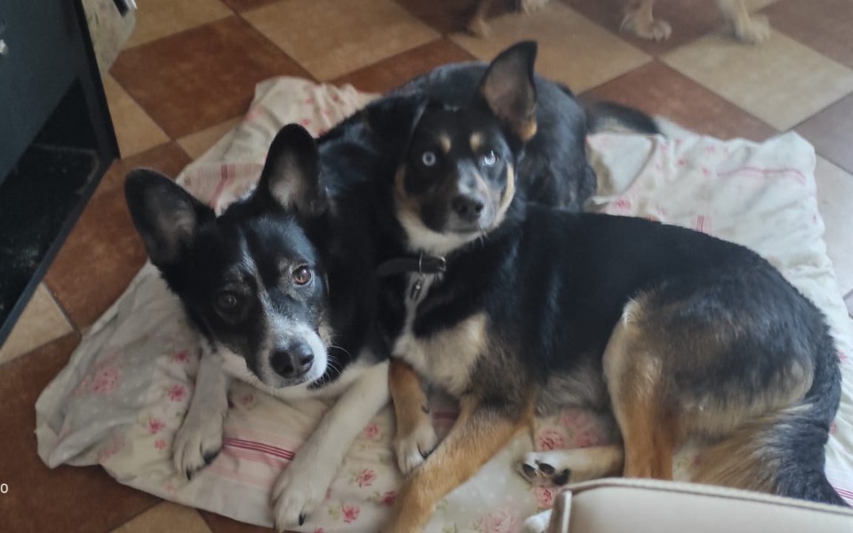 
        Zbiórka Pilne operacje u bezdomnych psów - zdjęcie główne
    