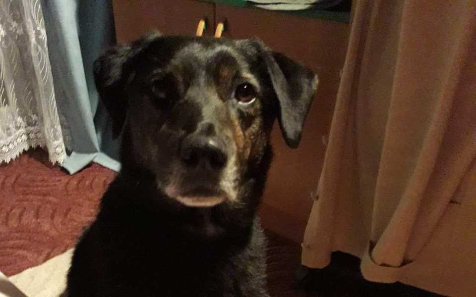 Zbiórka Pomóż w przeprowadzce pieska - zdjęcie główne